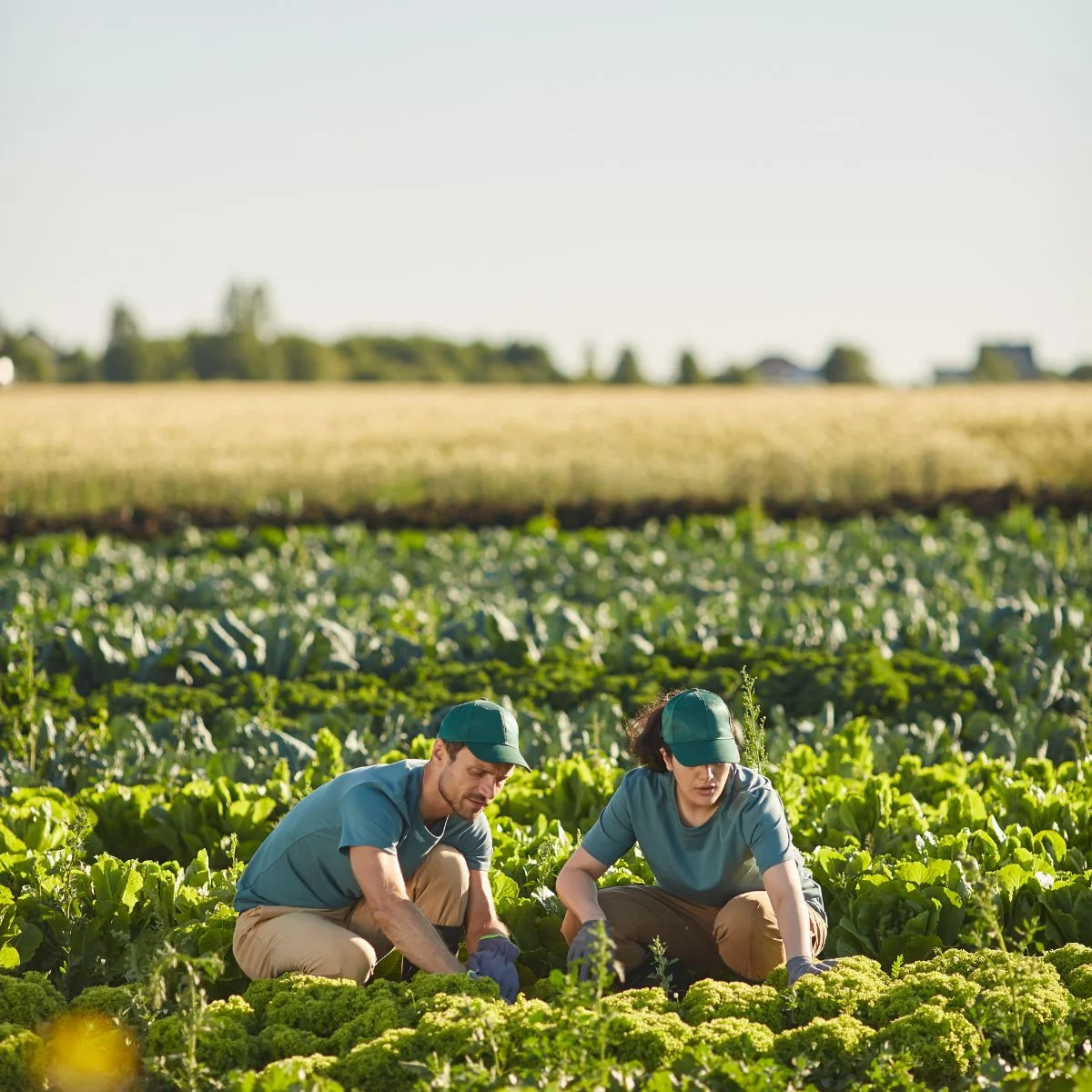 Agriculture Sourcing Company France