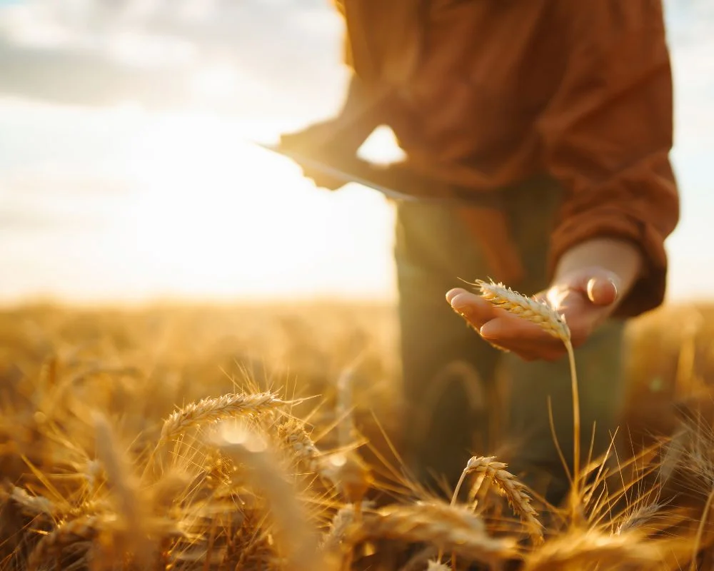 Wheat supply agriculture sourcing in France