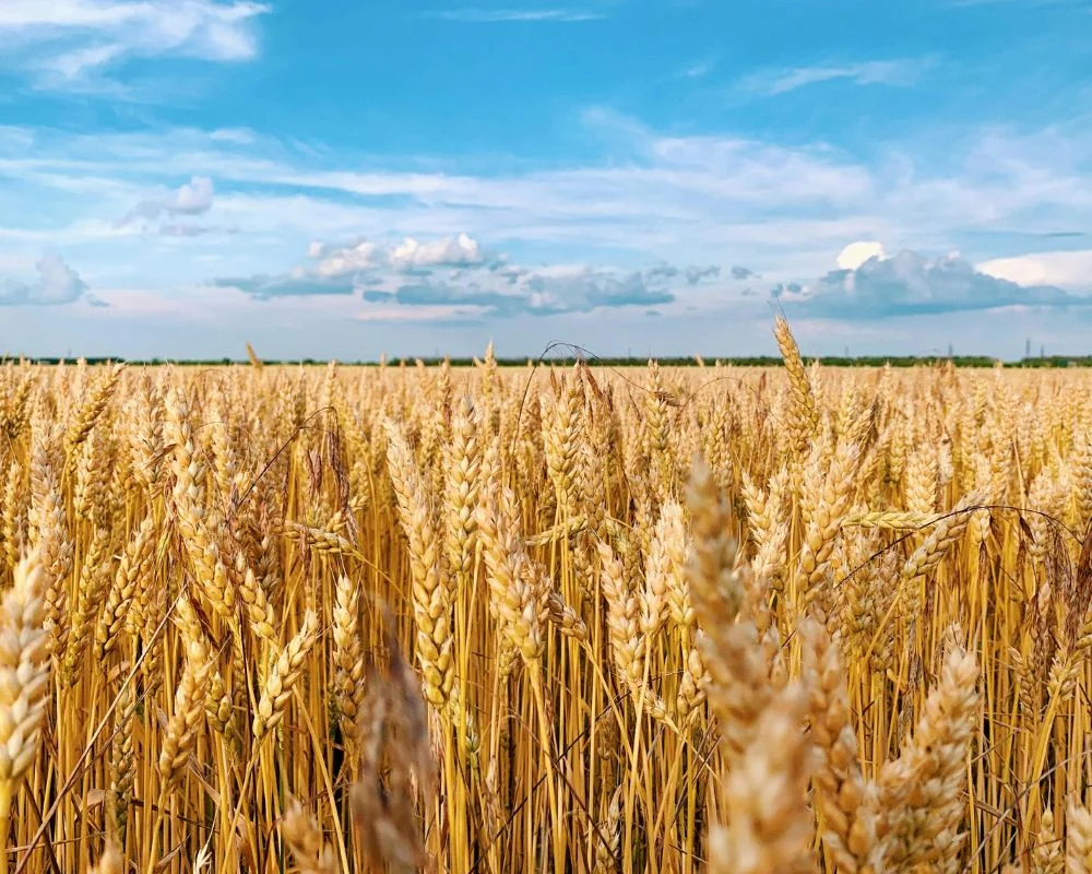 Wheat supply agriculture sourcing in Italy